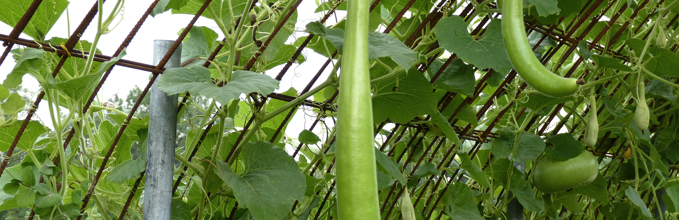 Leckeres Klettergemüse