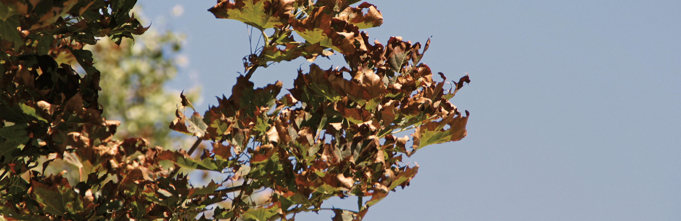 Mangelsymptome & Witterungseinflüsse an Bäumen & Sträuchern