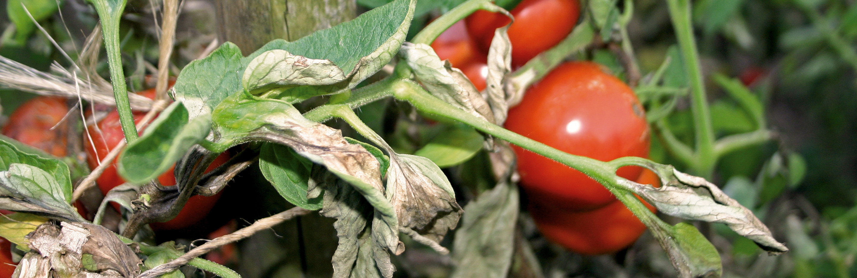 Mangelsymptome, Witterungseinflüsse u. Ä. an Gemüse