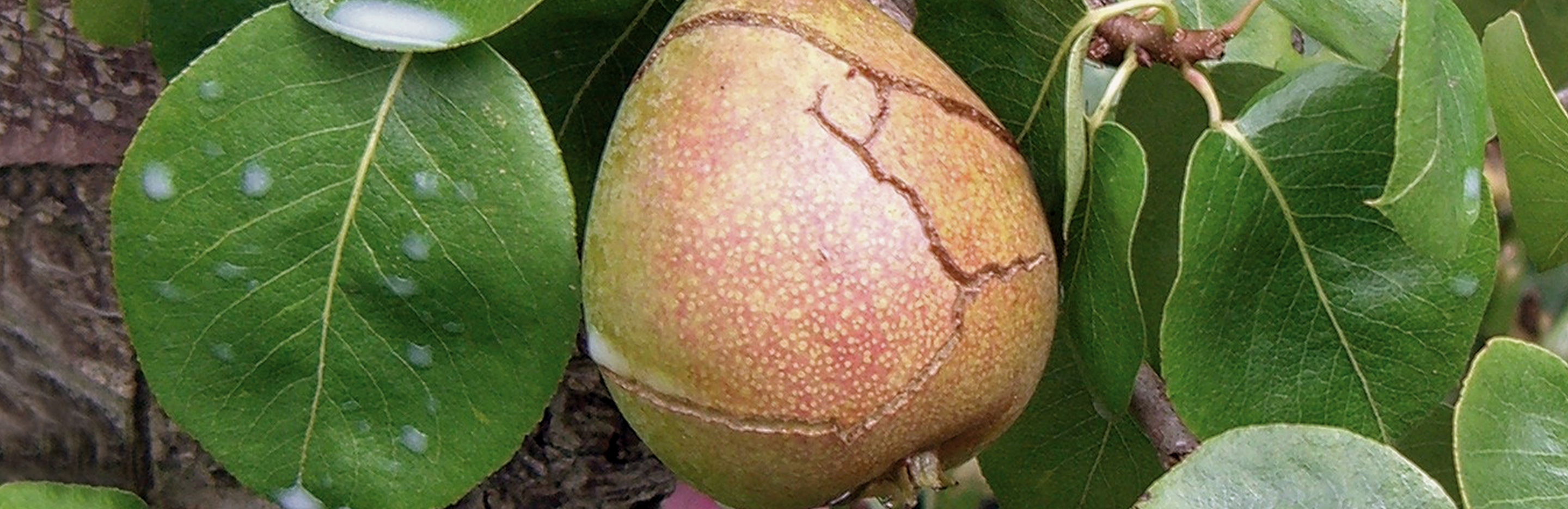 Mangelsymptome, Witterungseinflüsse u. Ä. an Obst