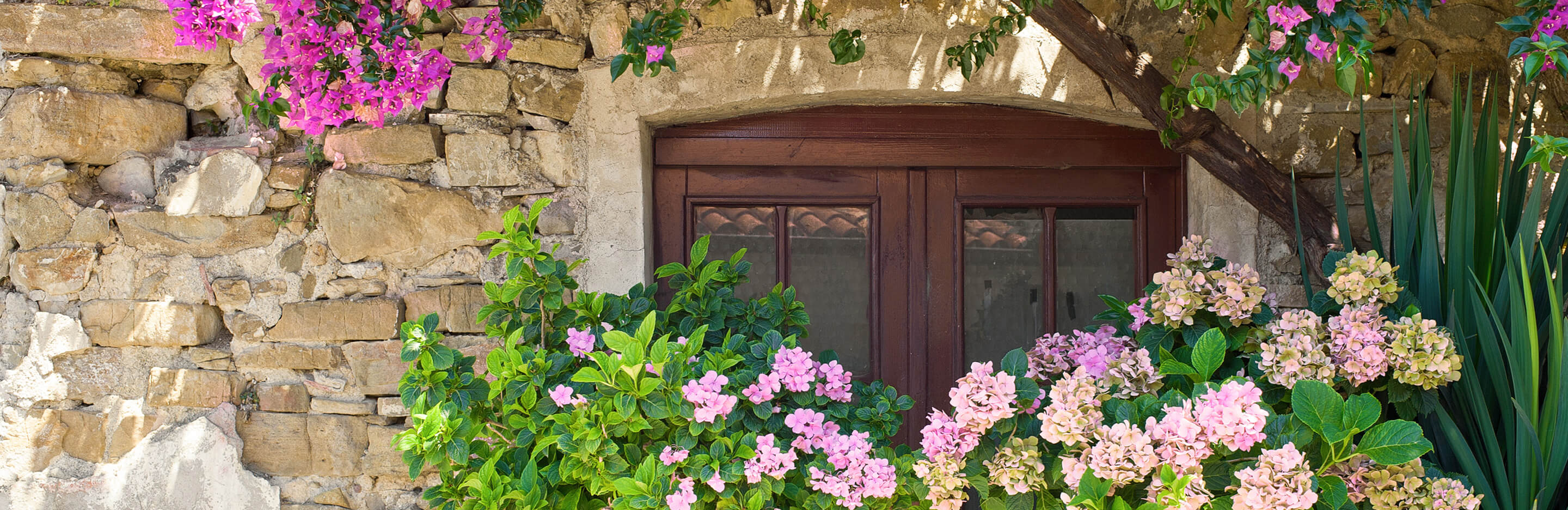 Mediterrane Pflanzen auf Balkon und Terrasse