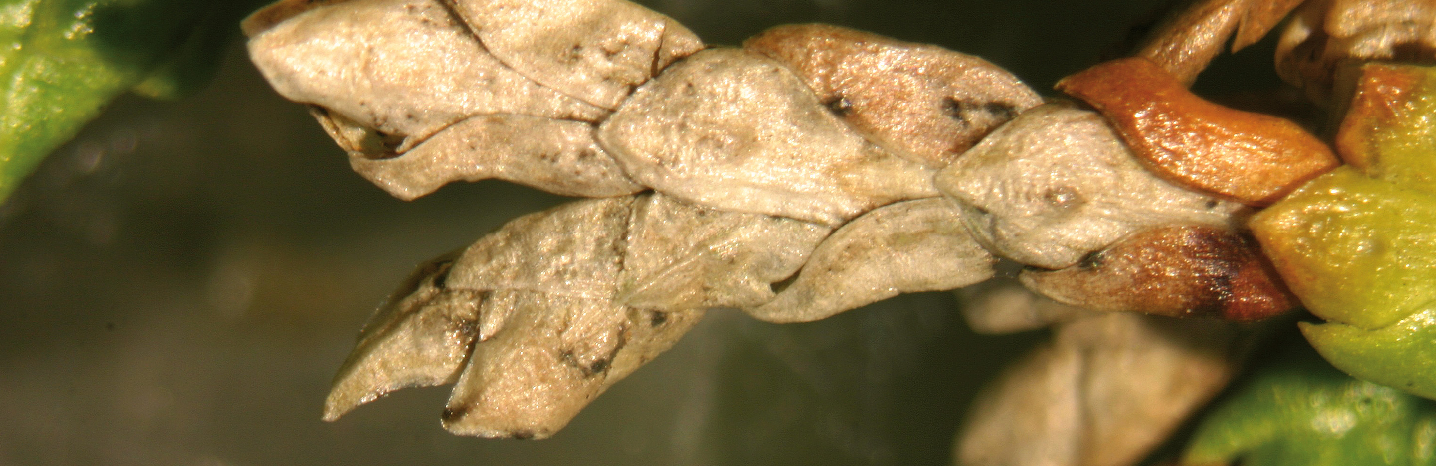 Minierer (Miniermotten /-fliegen) an Bäumen & Sträuchern