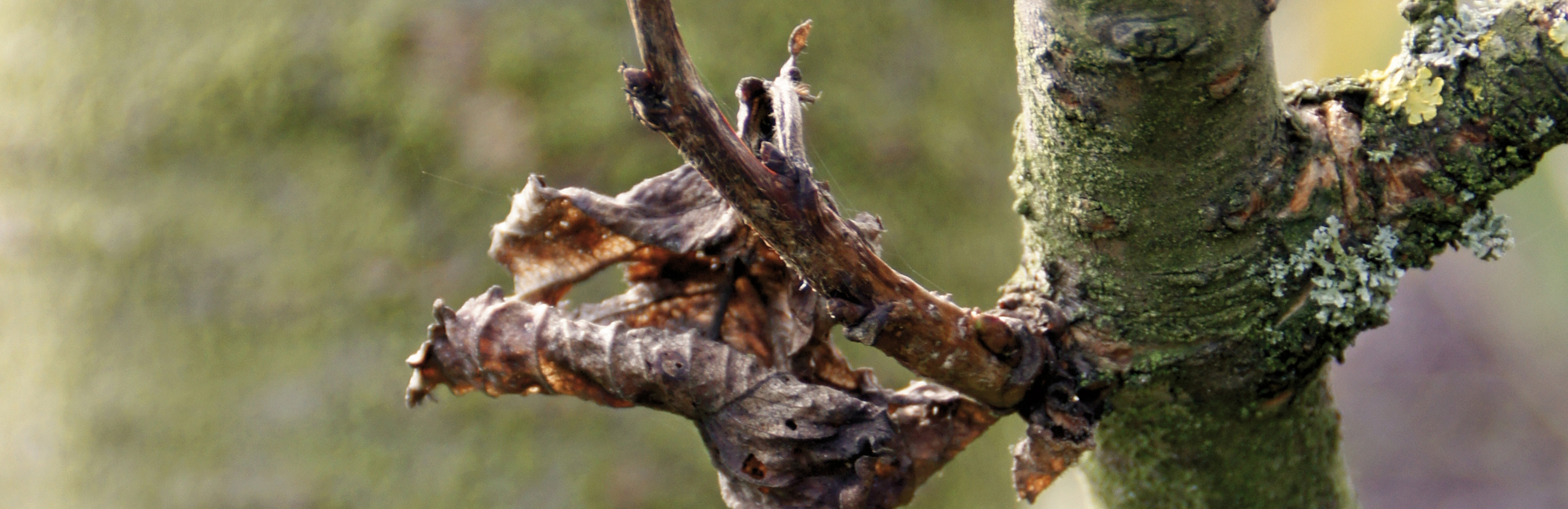 Monilia-Spitzendürre an Obst