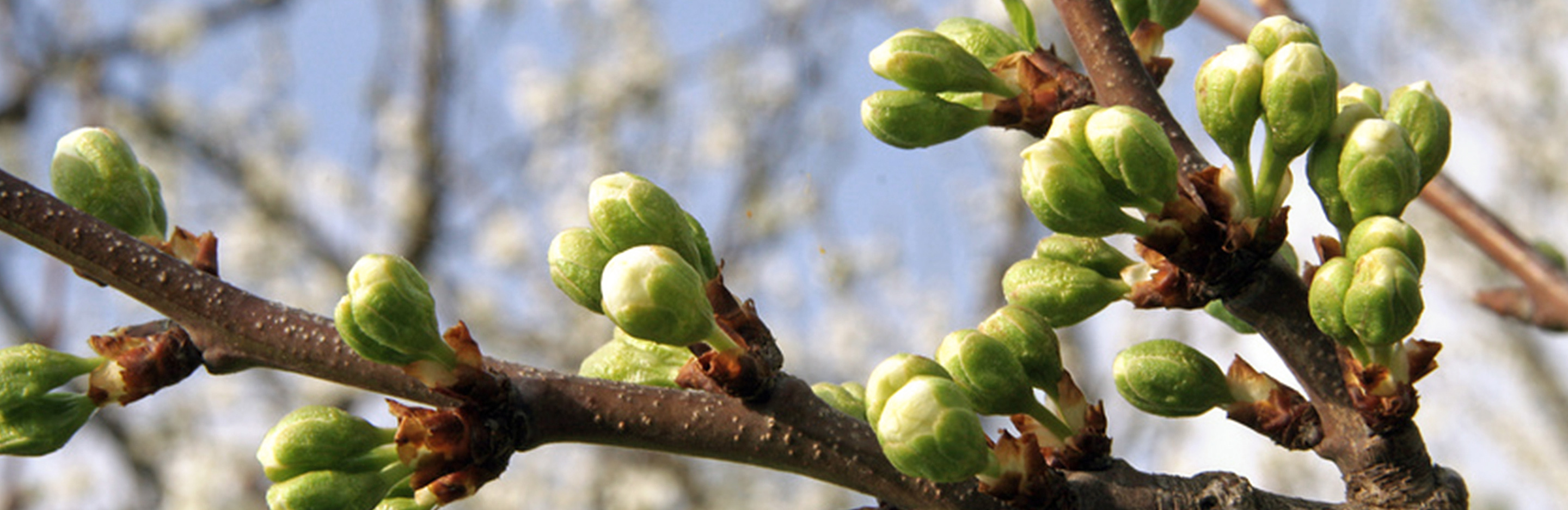 Obstbaumspinnmilbe frühzeitig bekämpfen