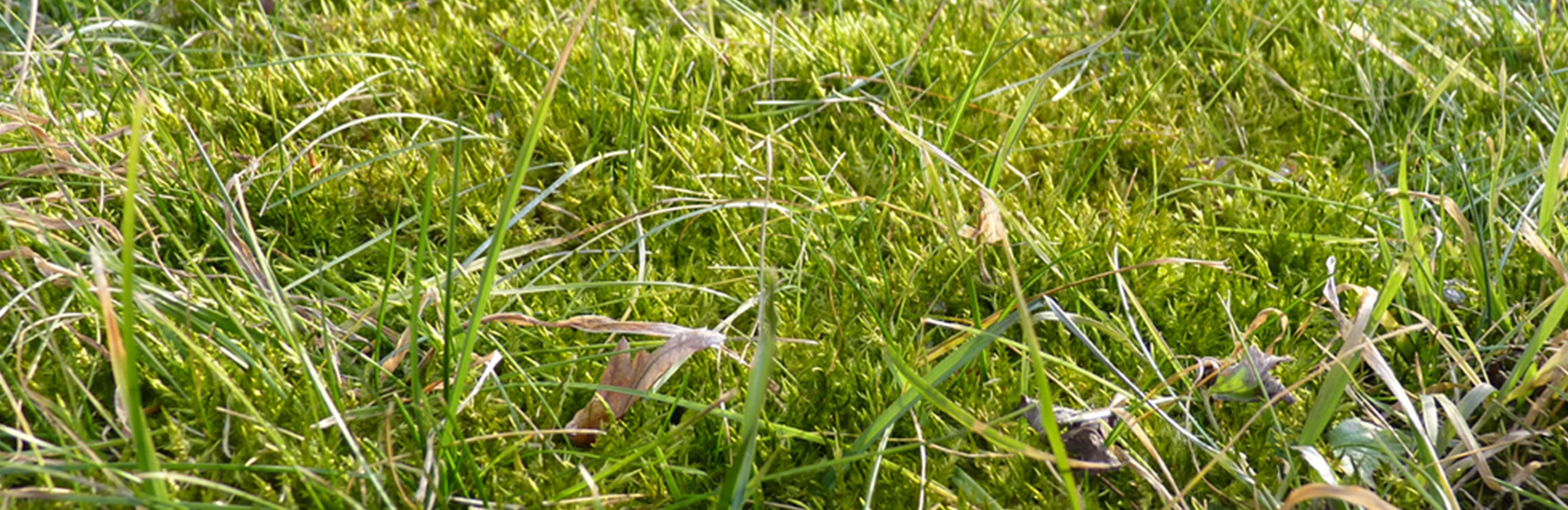 Moos im Rasen