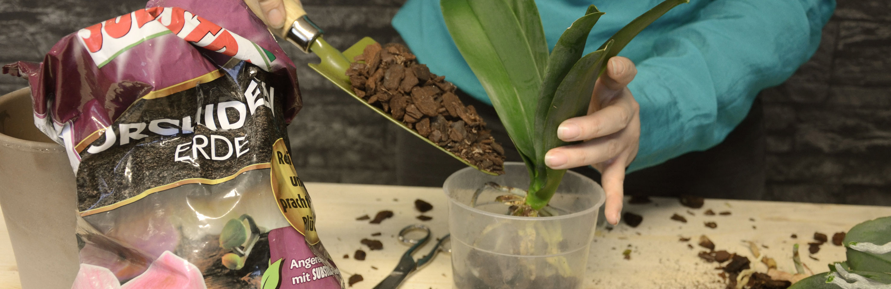Orchideen Umtopfen