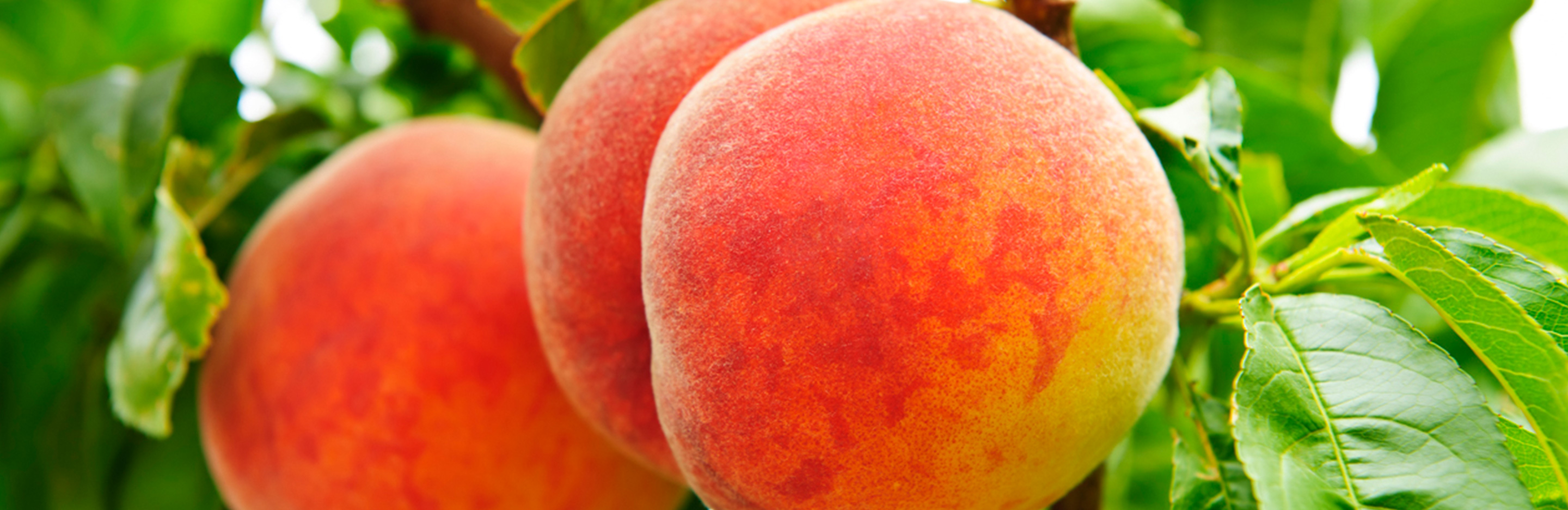 Pfirsich