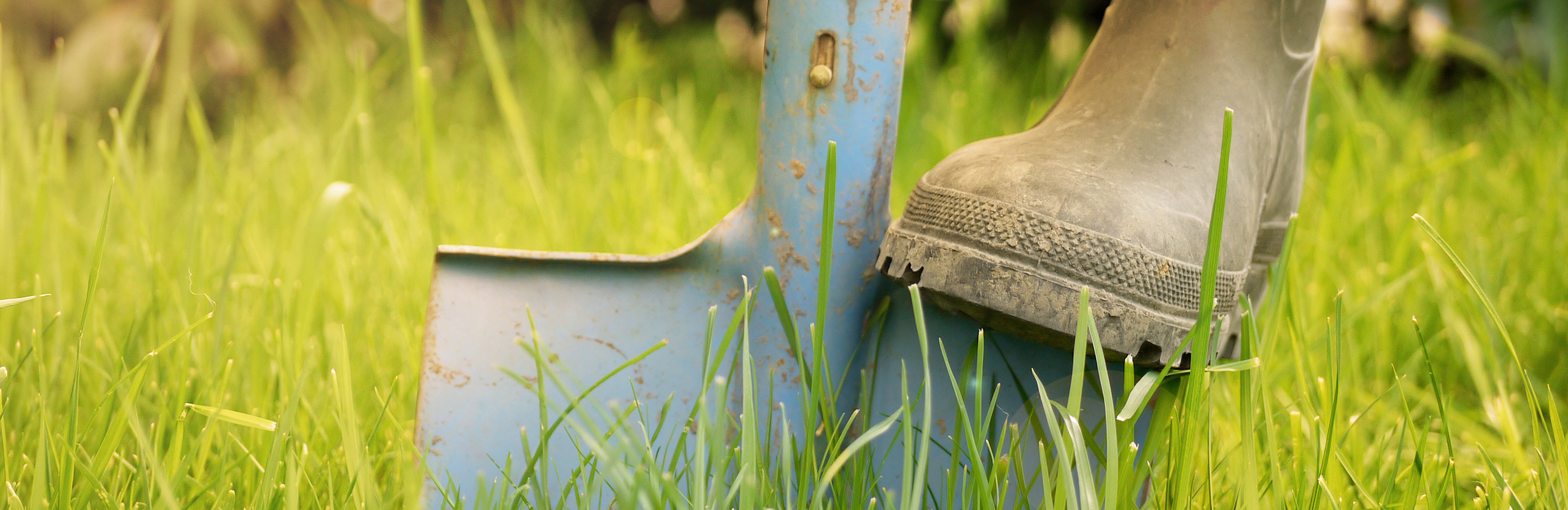 Pflanzung von Ziersträuchern