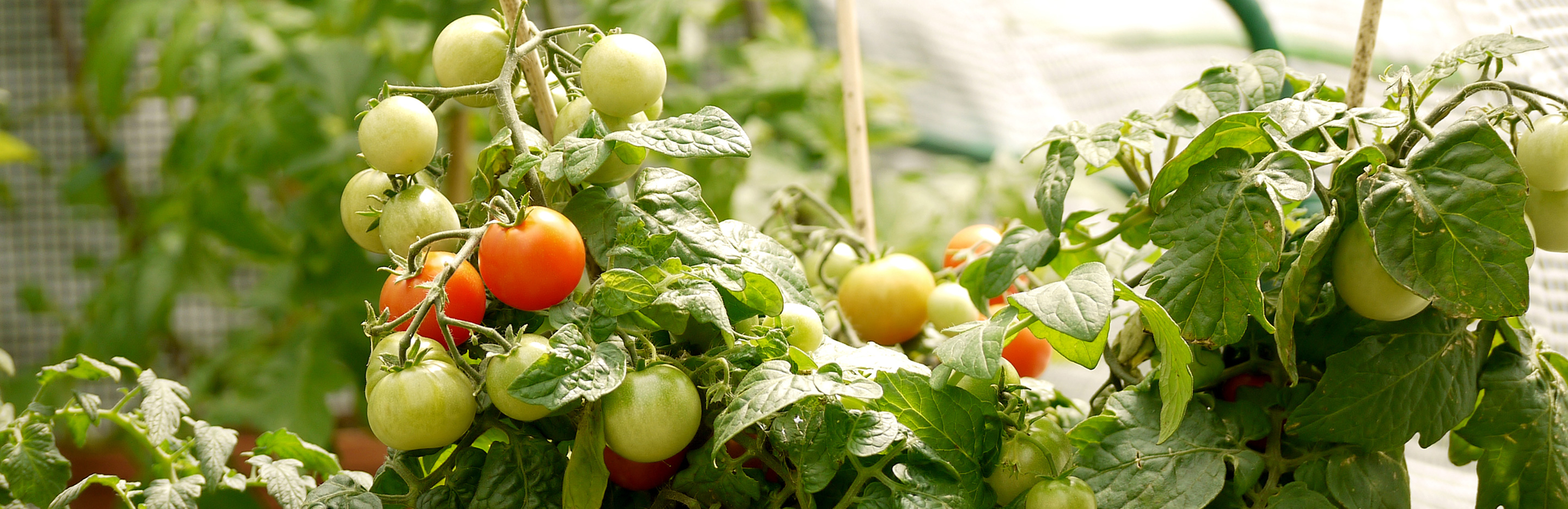 Regenschutz für Tomaten