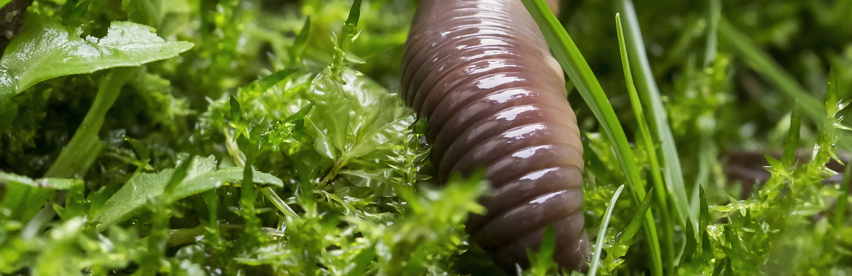 Regenwürmer im Rasen