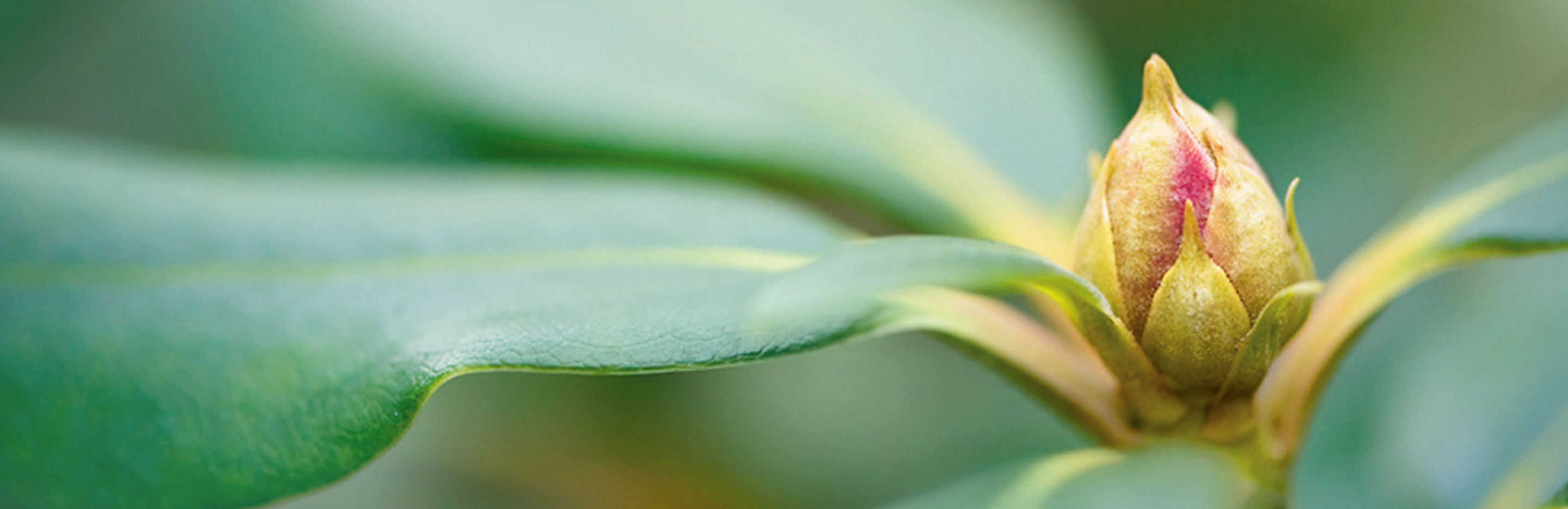 Rhododendron – Pflege