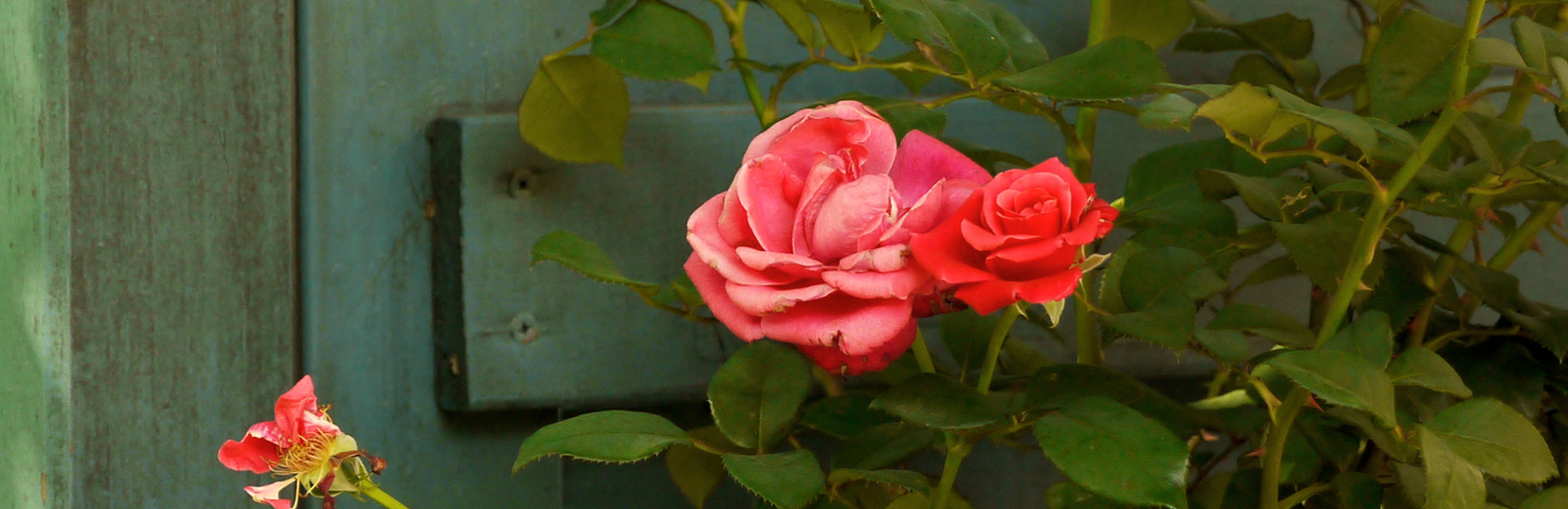 Rosenpflege im Sommer