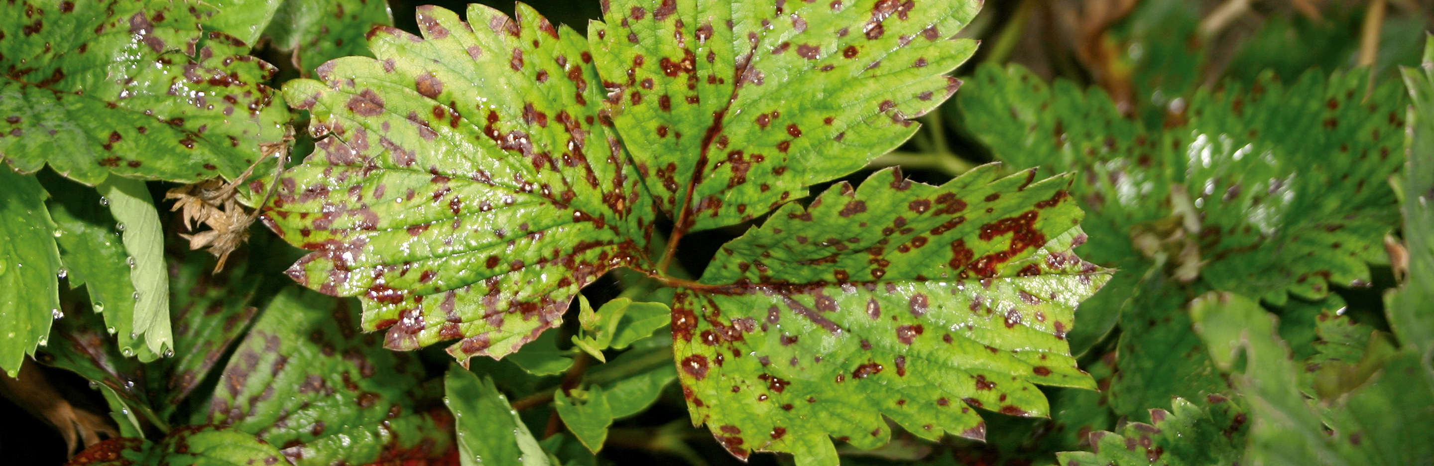 Rotfleckenkrankheit an Erdbeere