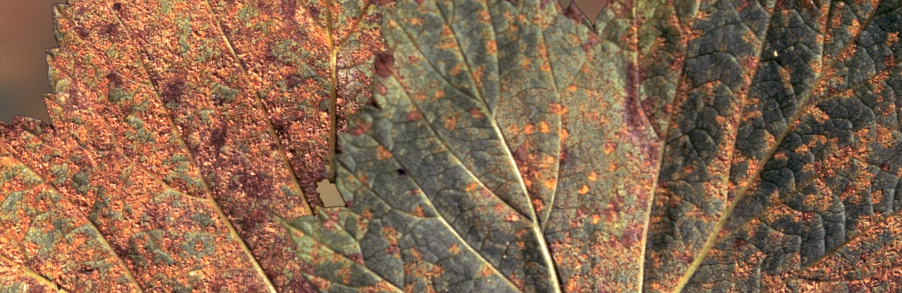 Säulenrost an Johannisbeere