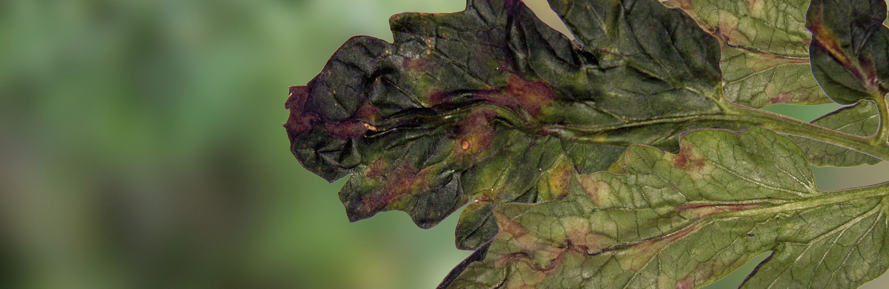 Samtflecken an Tomate