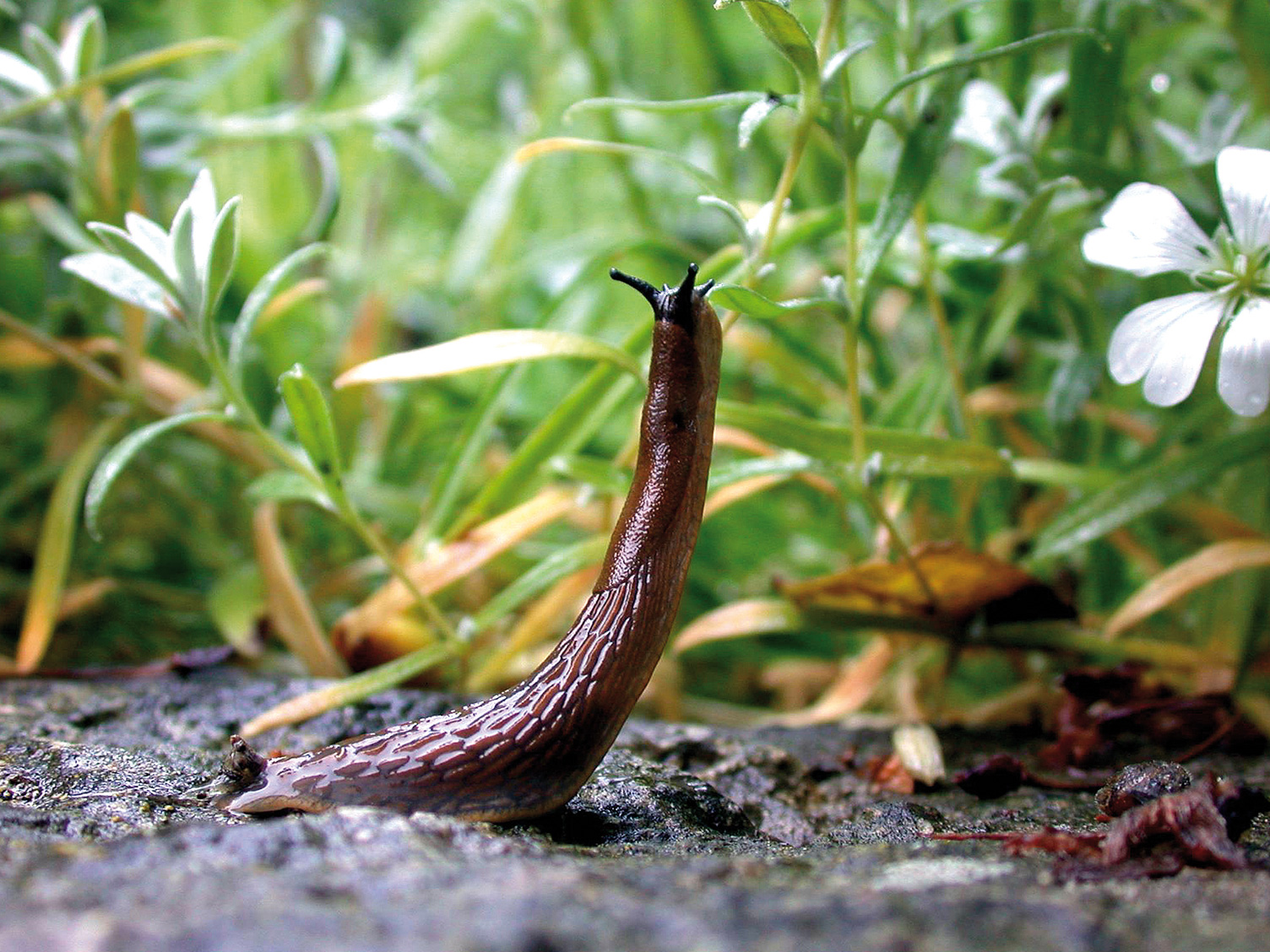 Schnecken im Garten: Tipps und Tricks | Liebe Deinen Garten