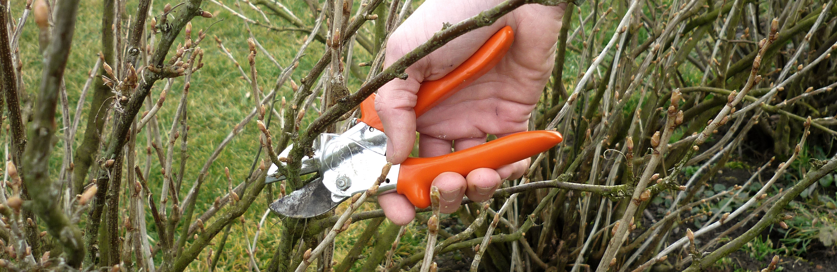 Schnittmaßnahmen an Beerensträuchern