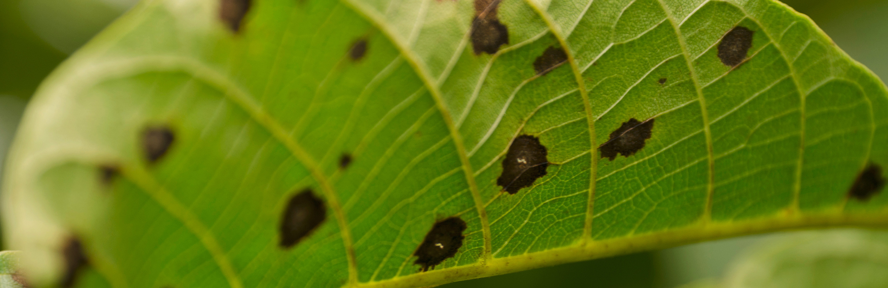 Schrotschuss an Bäumen & Sträuchern