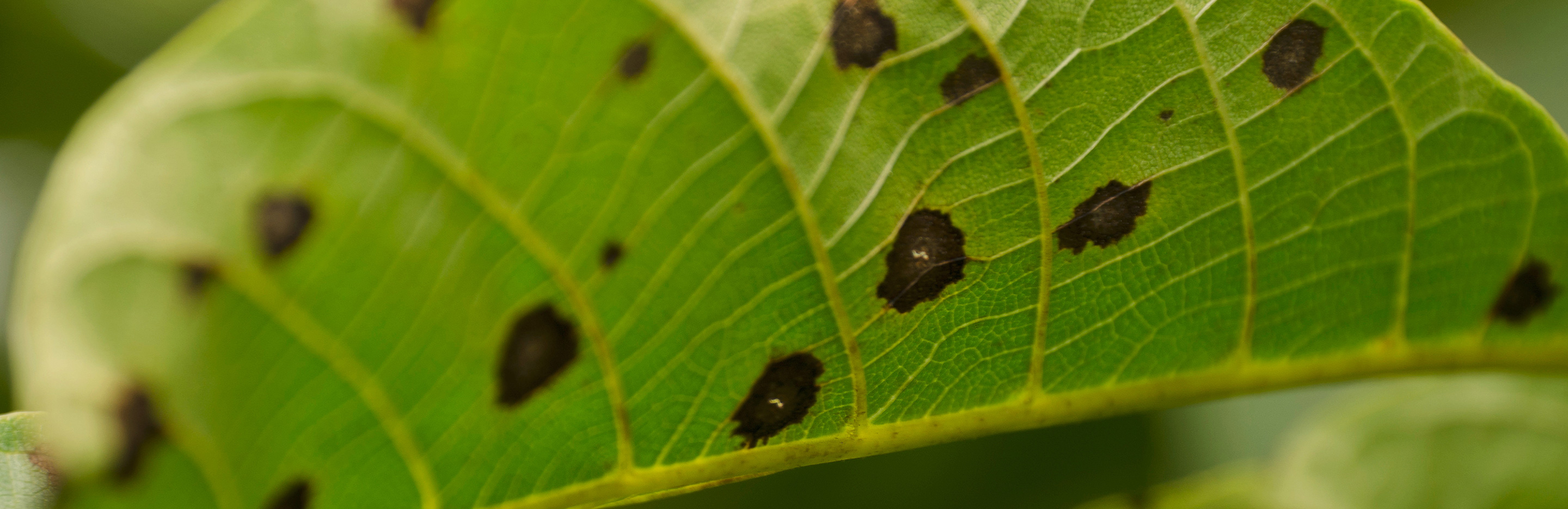 Schrotschusskrankheit an Steinobst