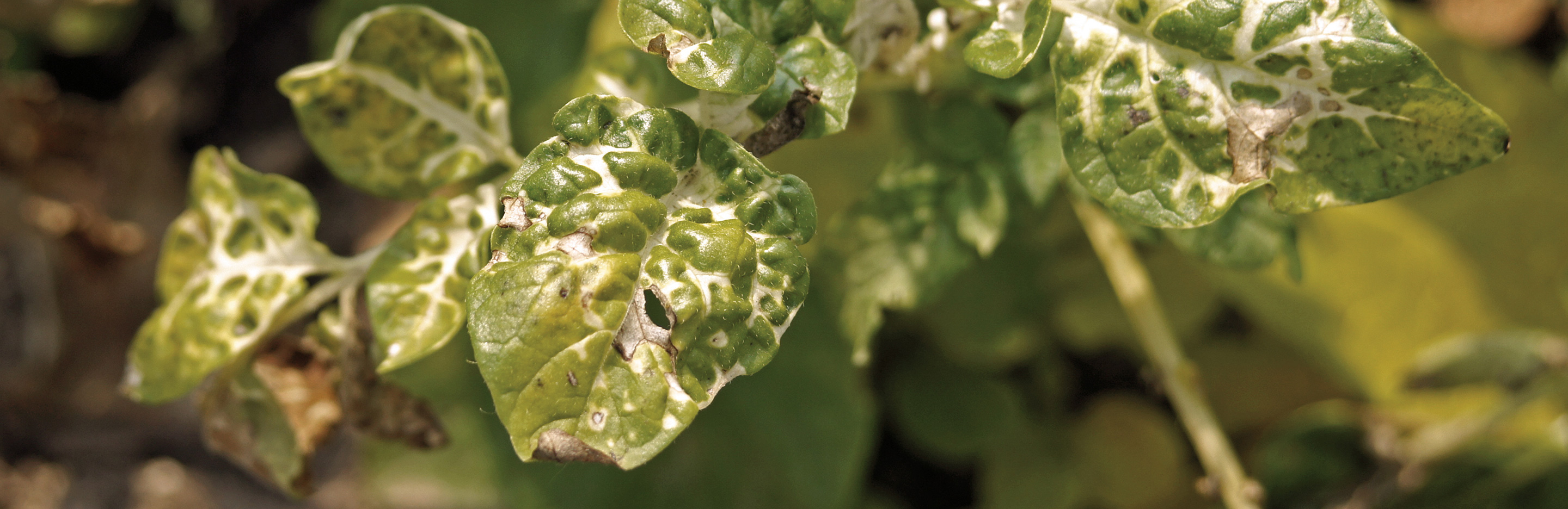Spritzschäden durch unsachgemäße Anwendung an Bäumen & Sträuchern