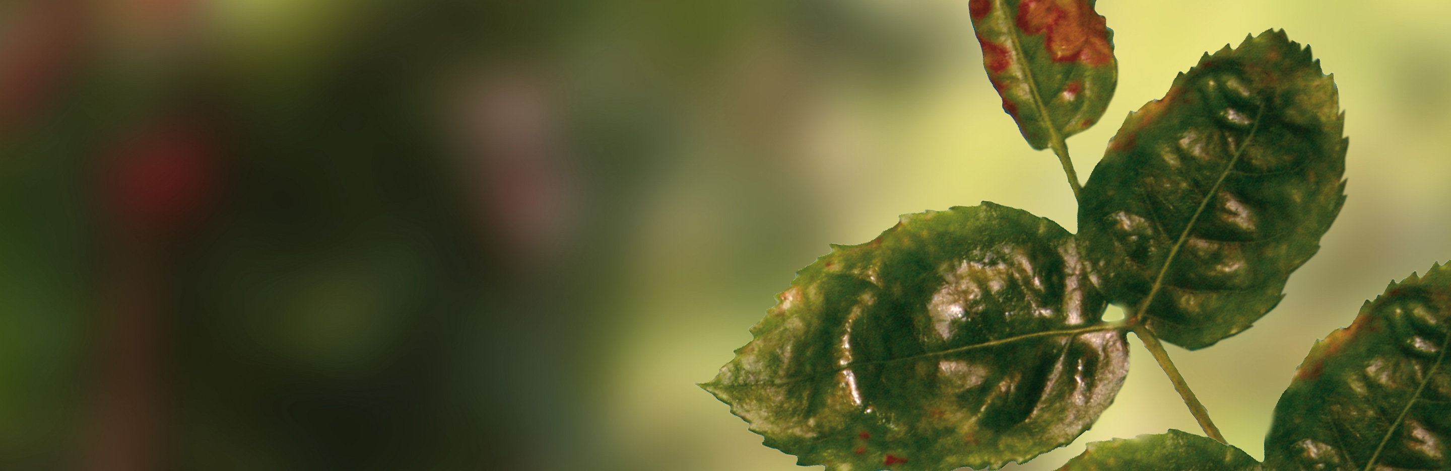 Spritzschäden durch unsachgemäße Anwendung an Rosen