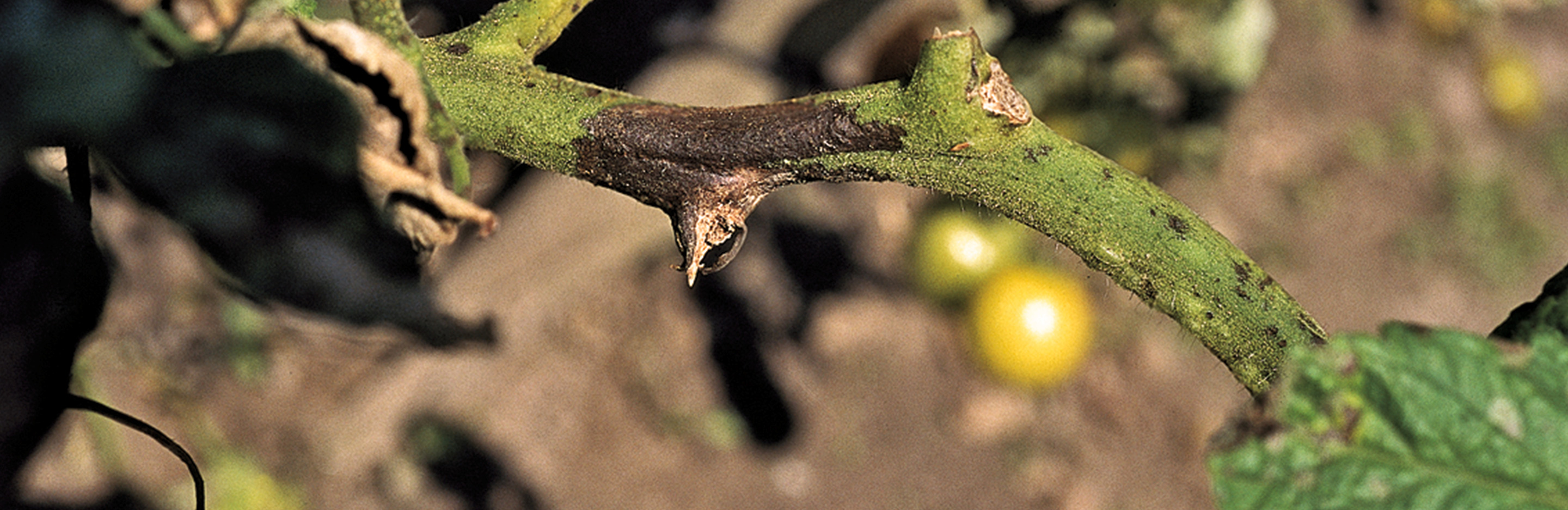 Stängelfäule an Tomate