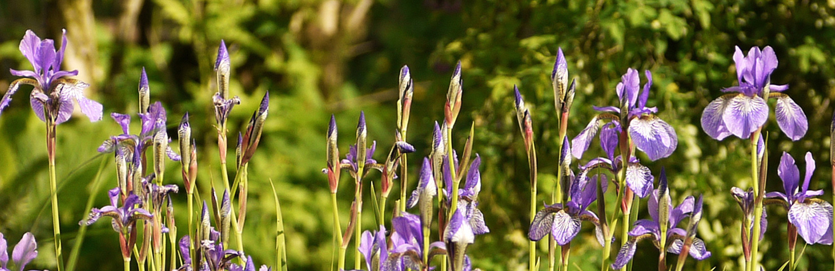 Stauden für alle Fälle