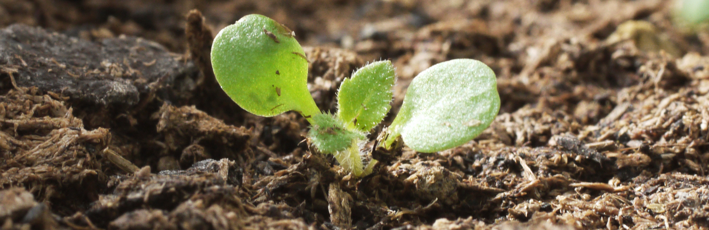 Süß, süßer, Stevia