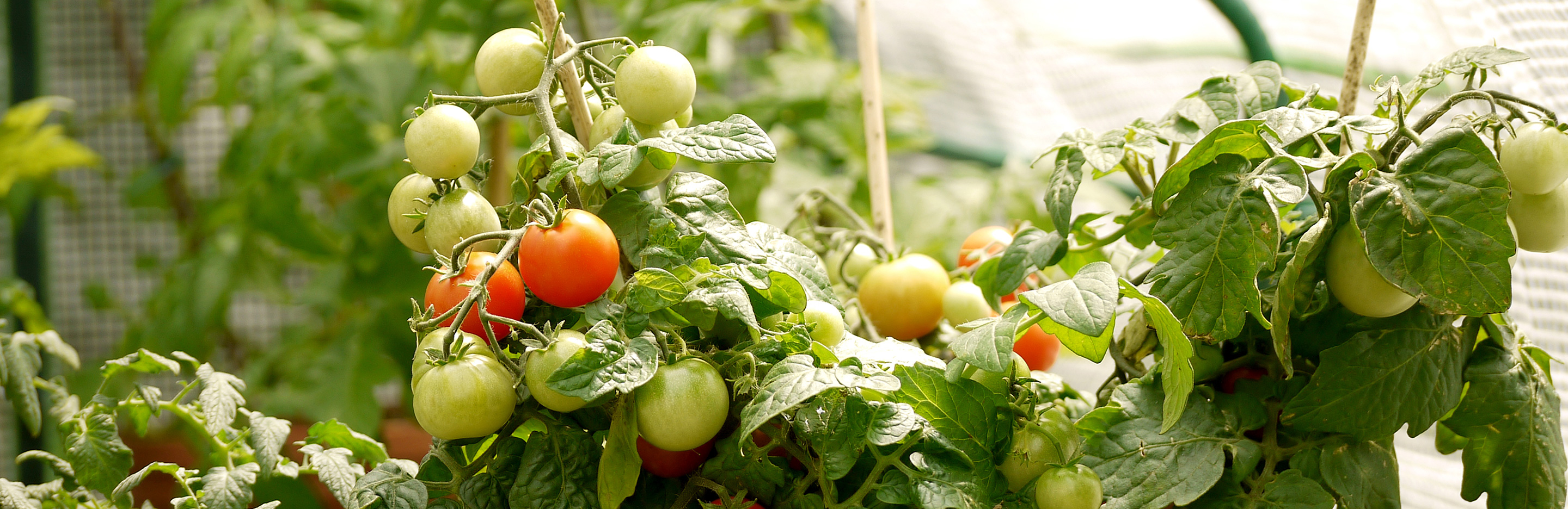 Tomaten am Strauch