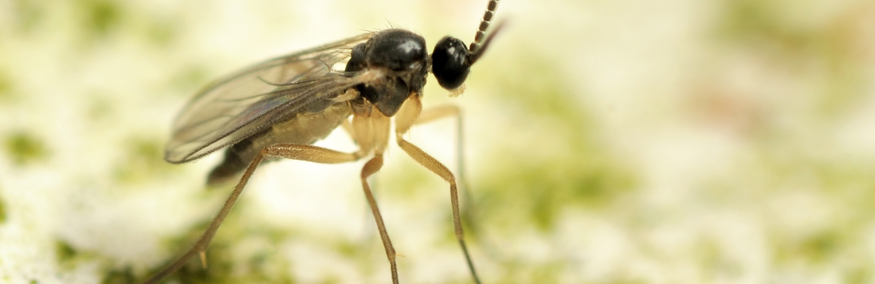 Trauermücken bekämpfen