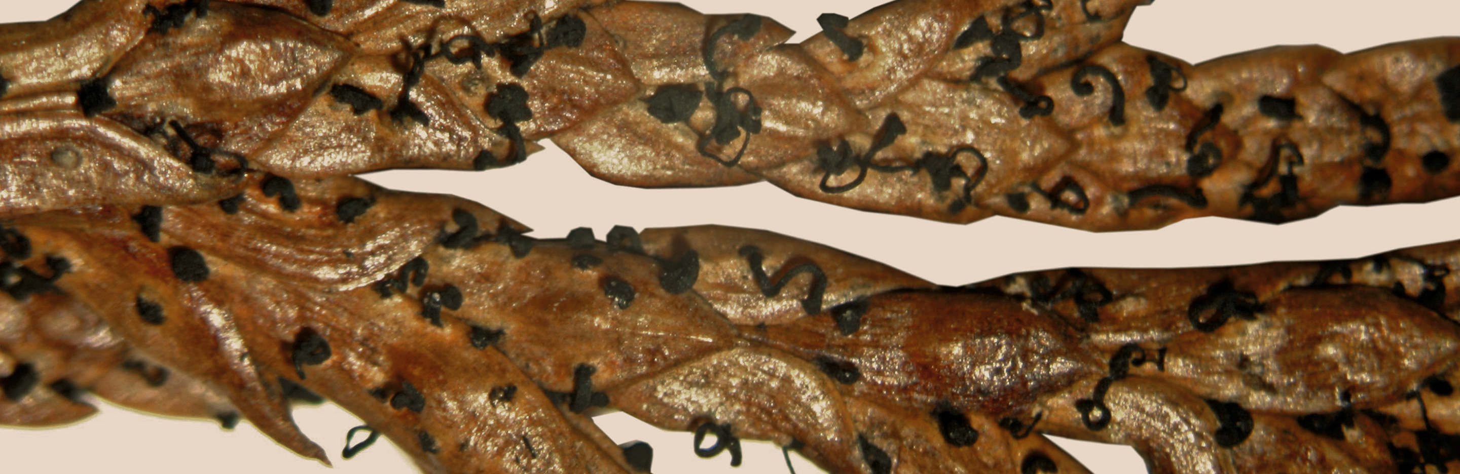 Trieb- und Zweigsterben an Thuja