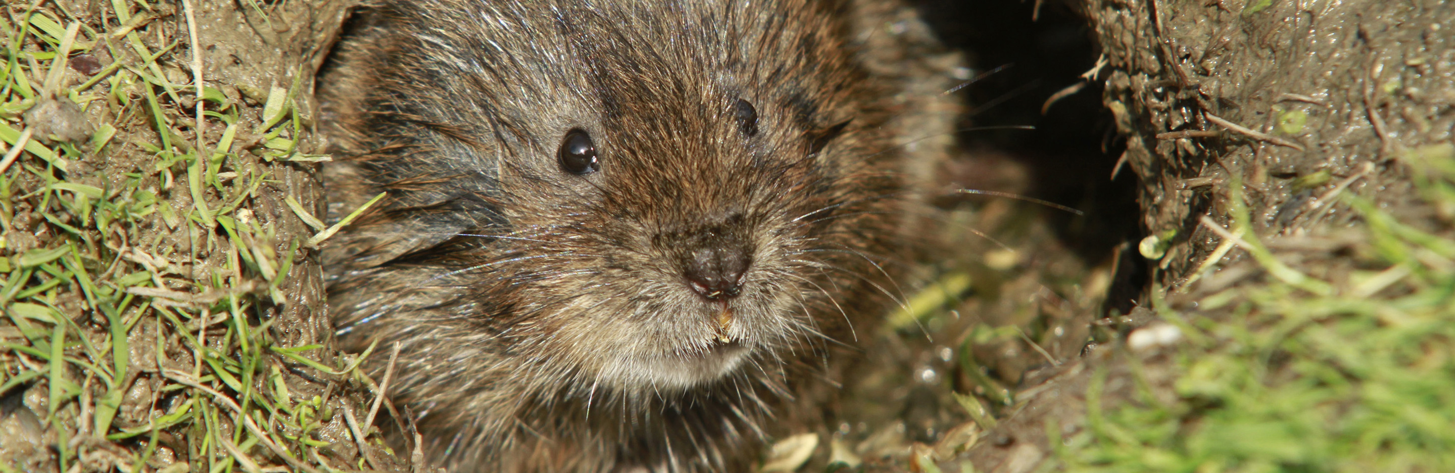 Wühlmäuse im Garten