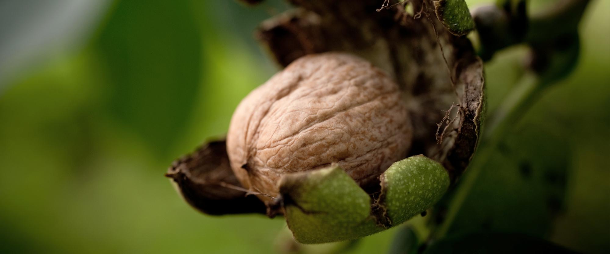Walnuss ernten - gewusst wie