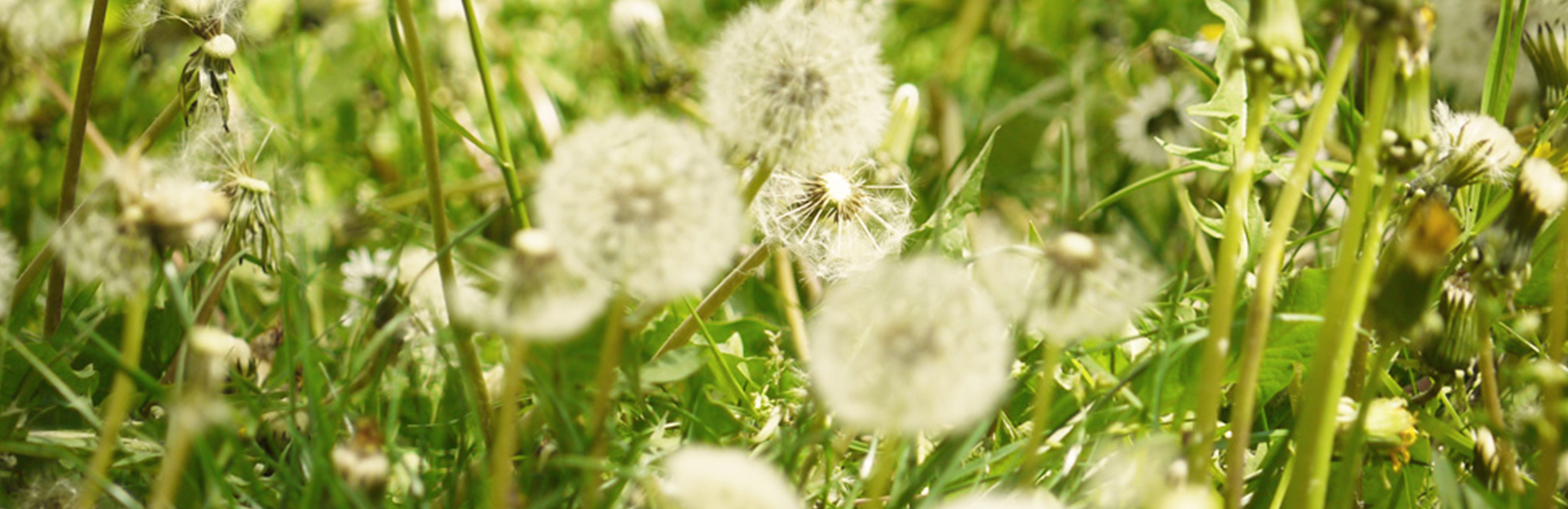 Wenn der Rasen „blüht“