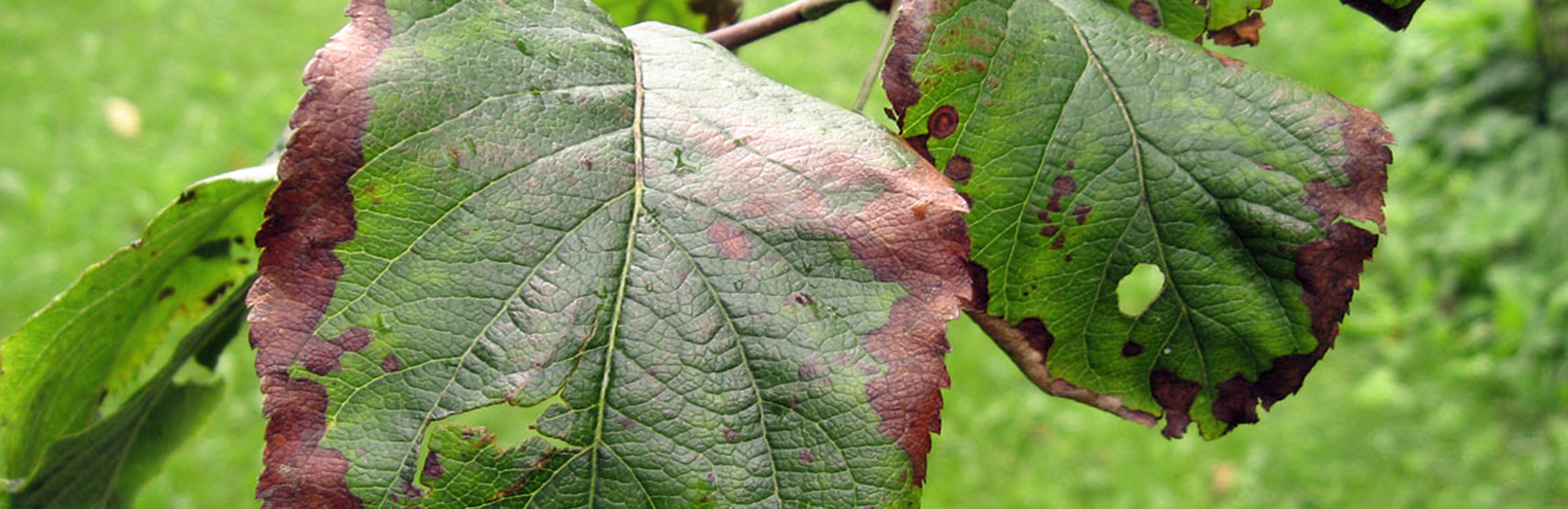 Wie mit Schrot durchschossen