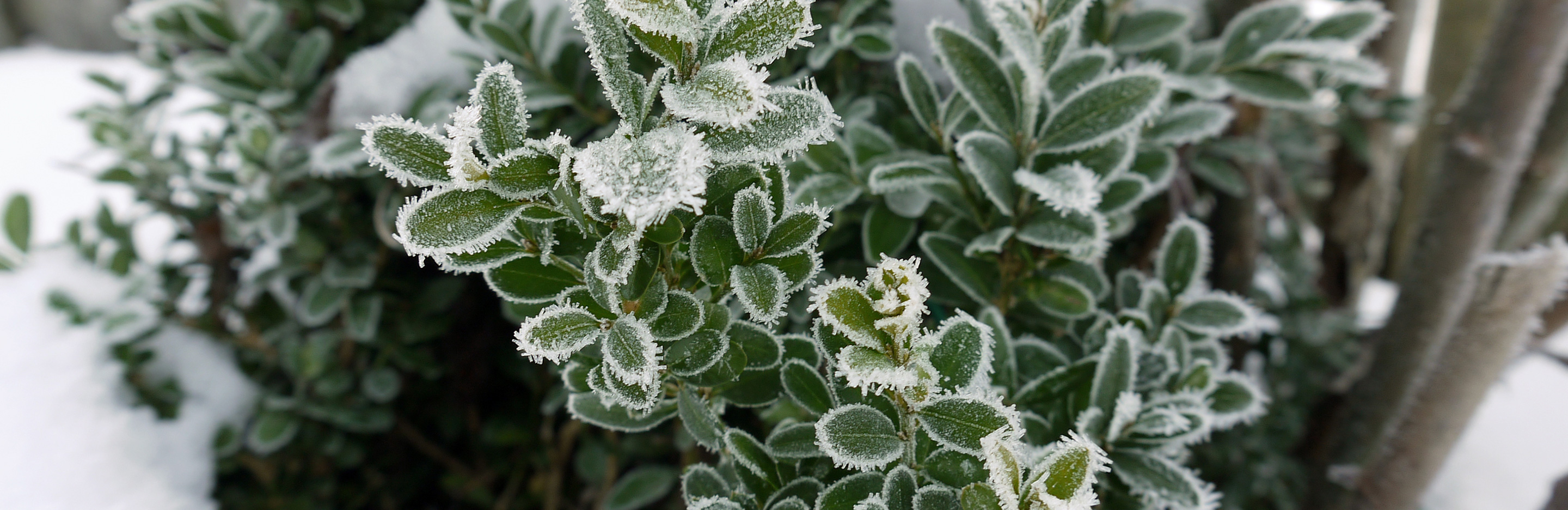 Winterpflege für Immergrüne