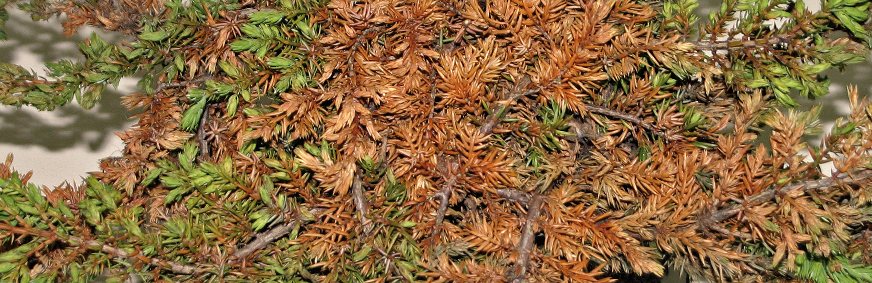 Wurzelfäule | Welke an Bäumen & Sträuchern