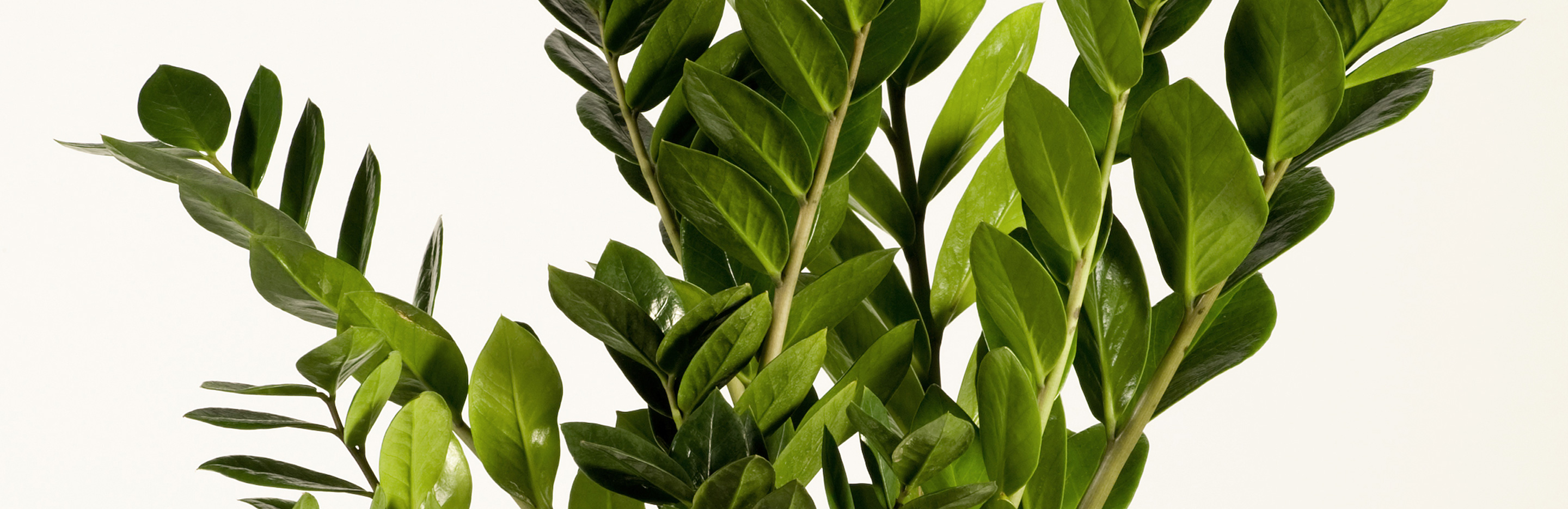 Zamioculcas (Glücksfeder) 