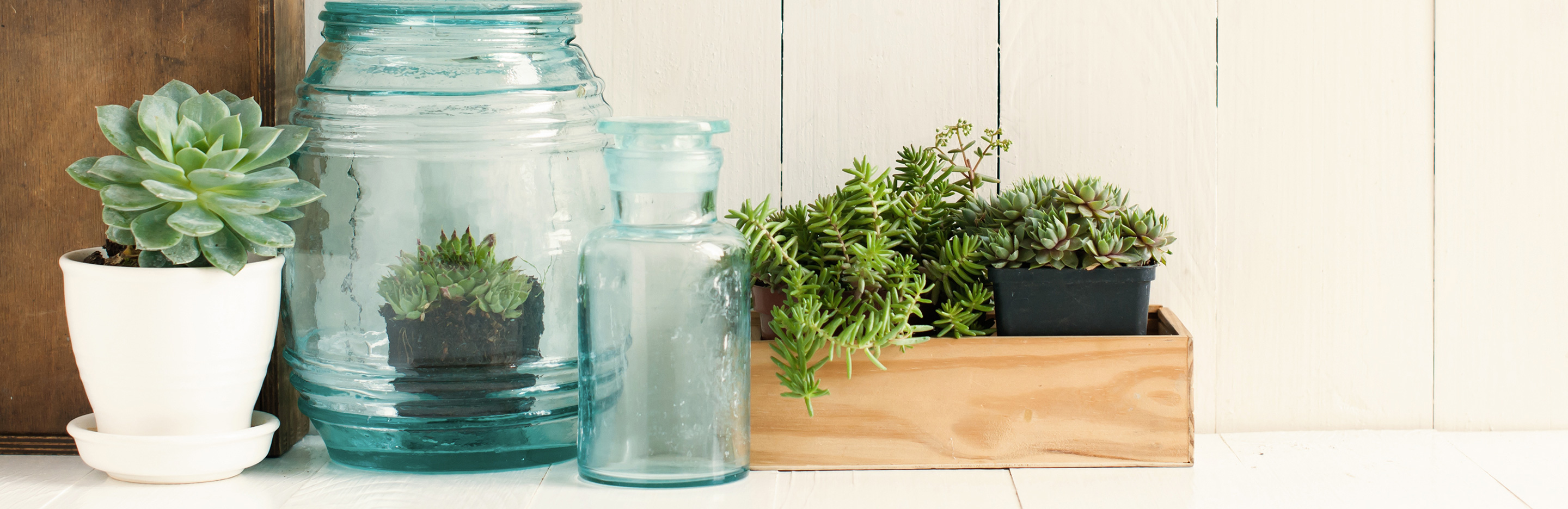 Zimmerpflanzen Pflege im Winter