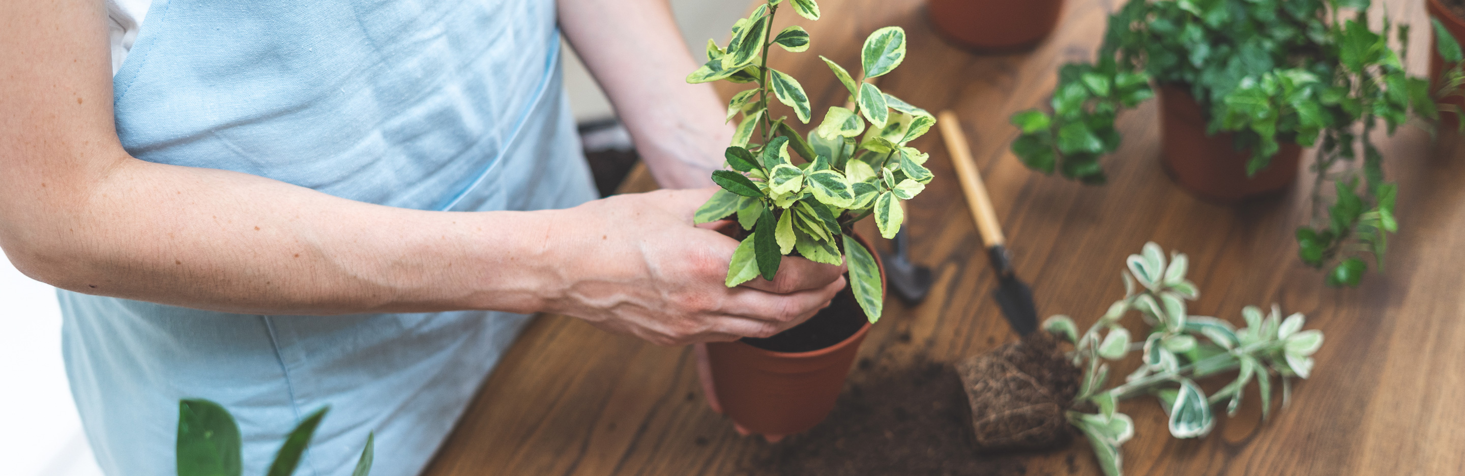 Zimmerpflanzen umtopfen