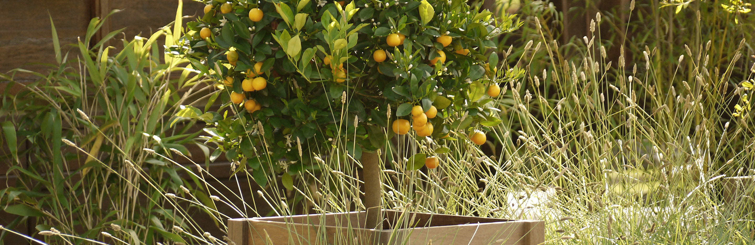 Zitruspflanzen