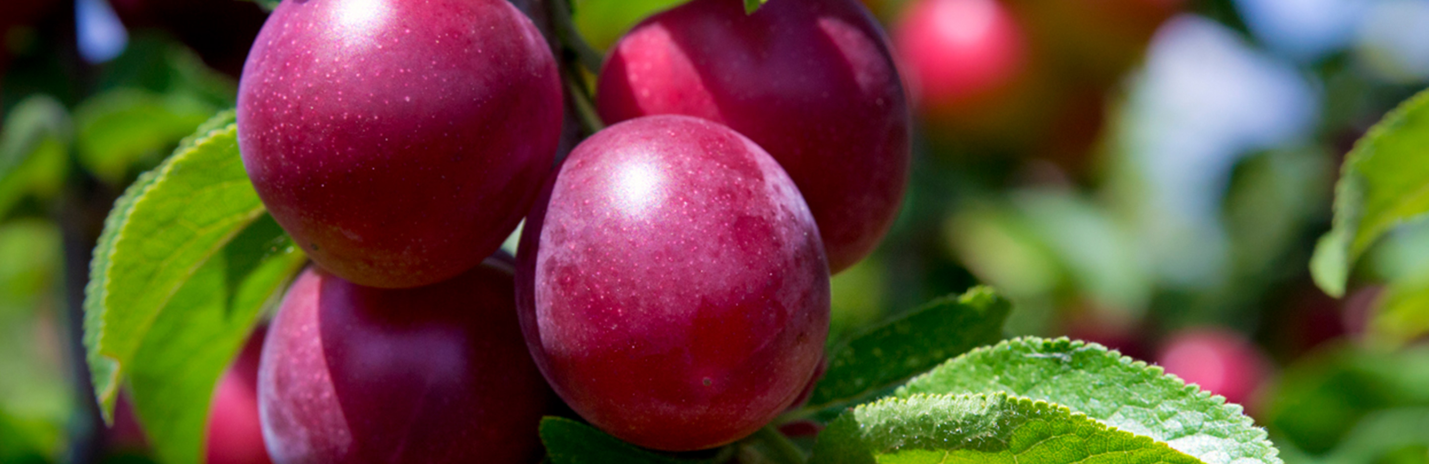 Zwetschgen und Pflaumen