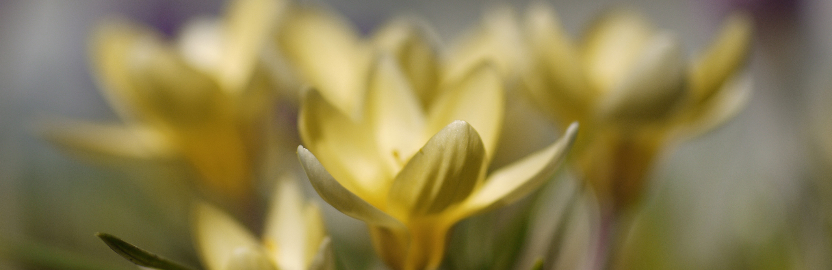 Zwiebelpflanzen setzen