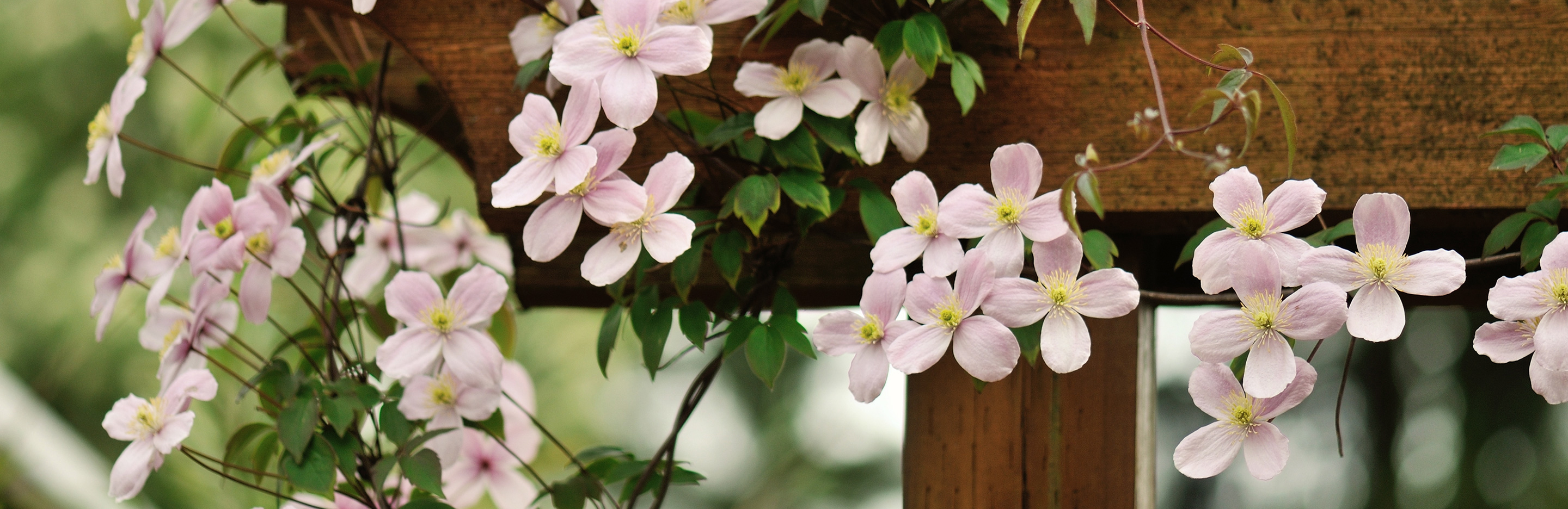 Clematis