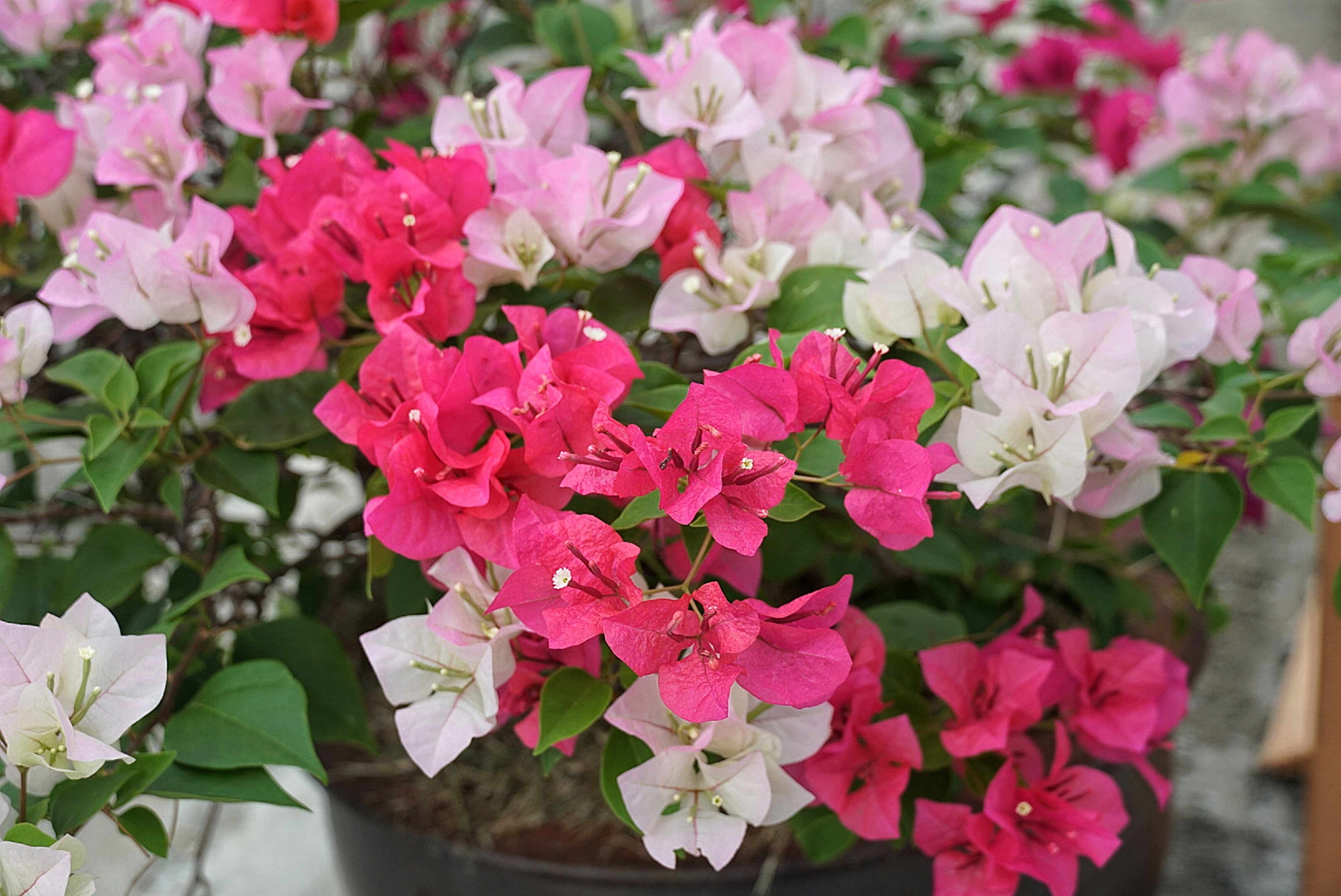 Bougainvillea