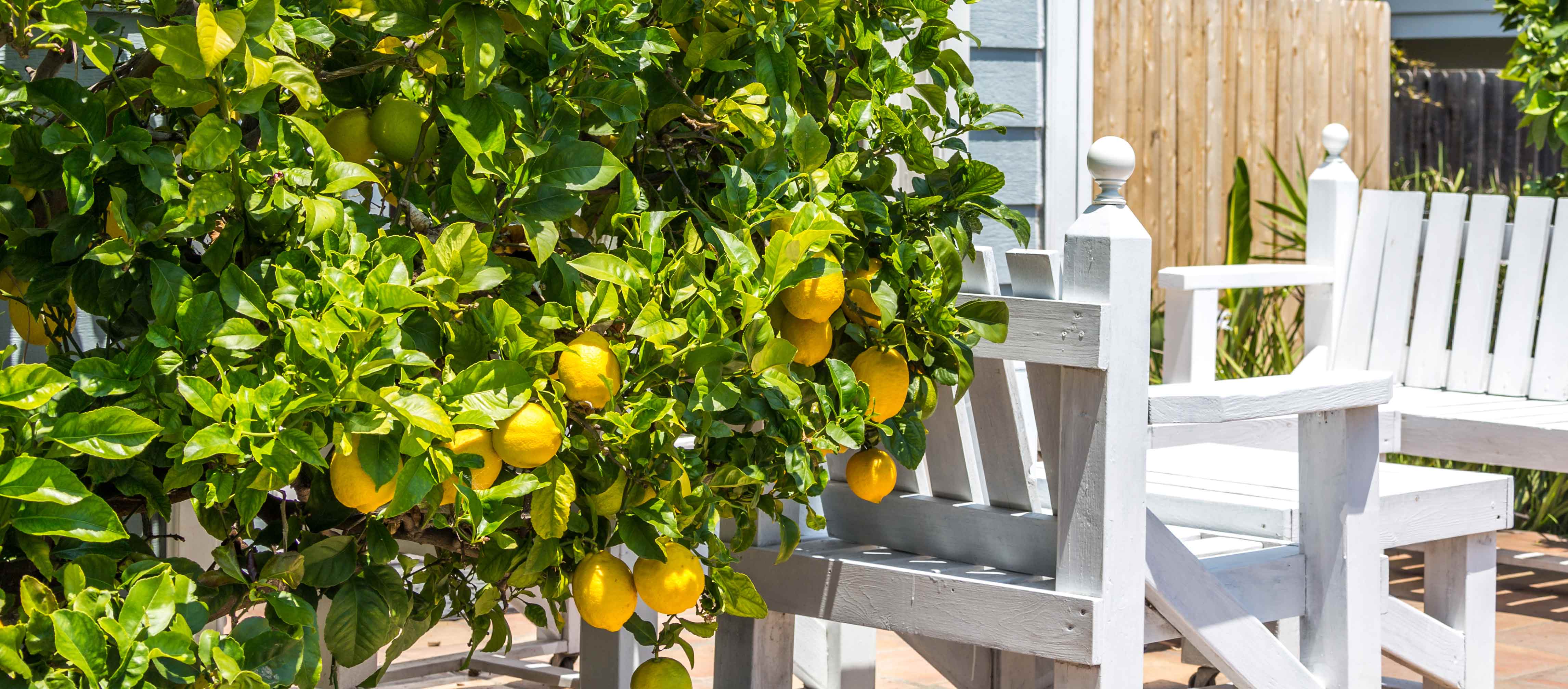 Zitronenbaum auf Terrasse