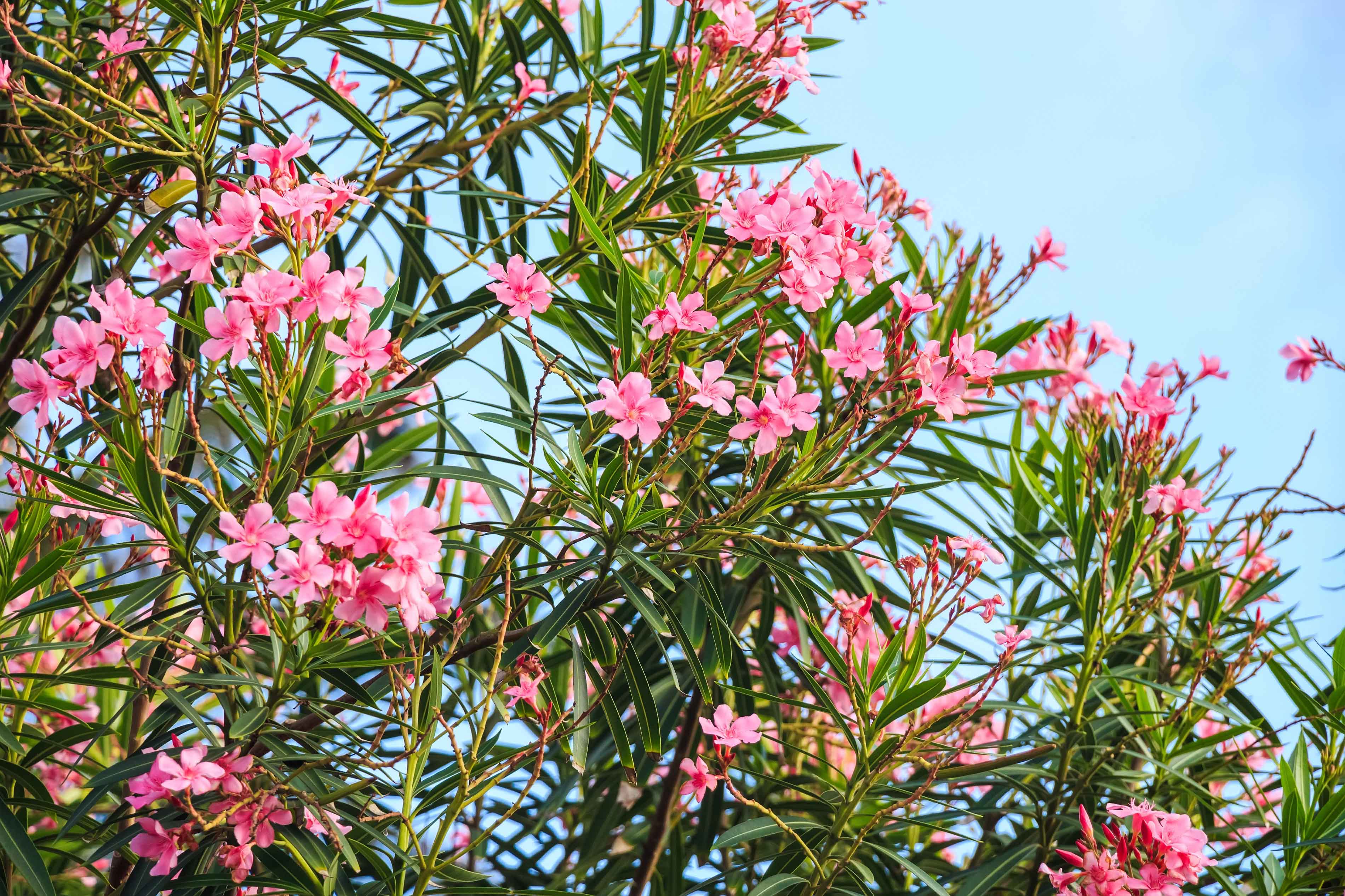 Oleander