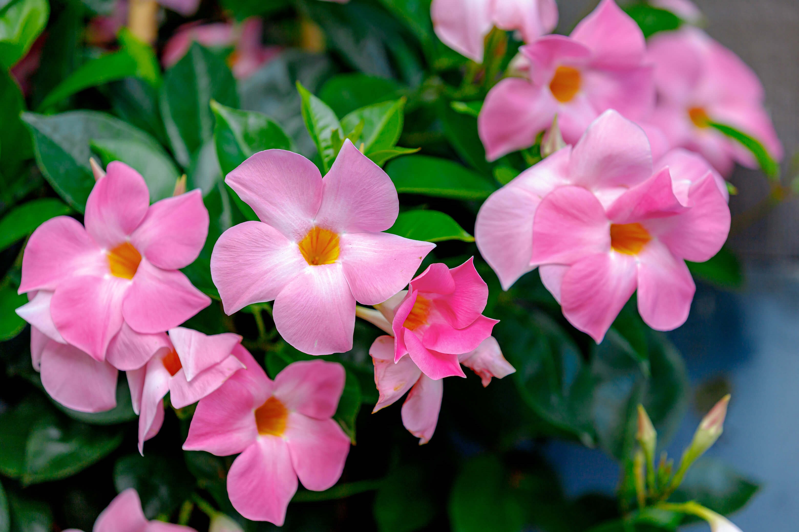 Compressed_dipladenie-pink.jpg Dipladenie pink