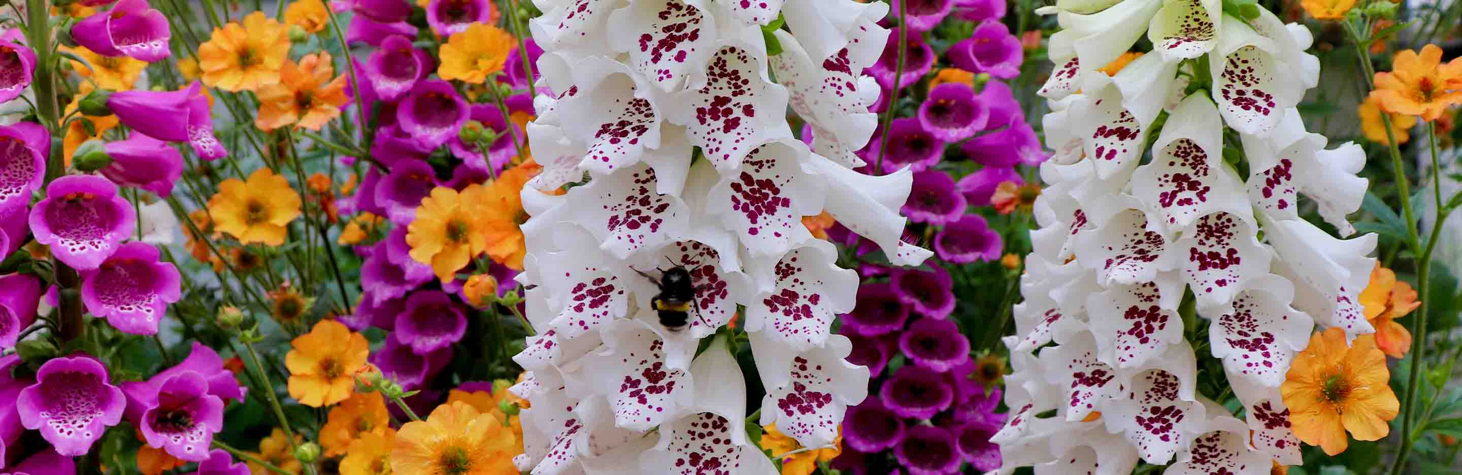 verschiedenfarbige Fingerhut Blumen mit Biene