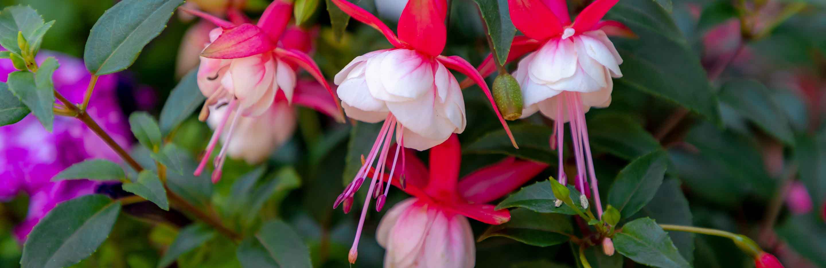 blühende Fuchsie